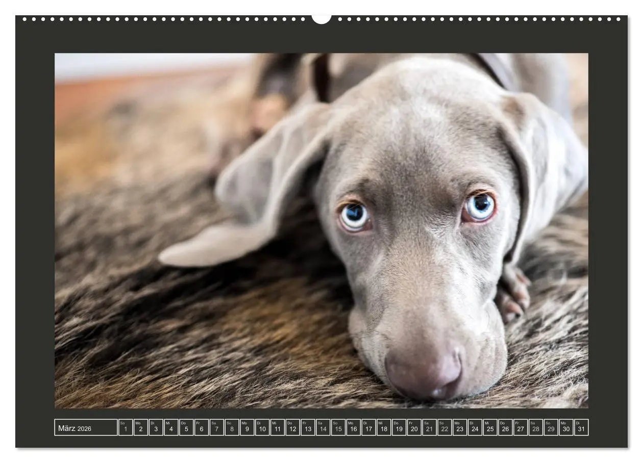 Bild: 9783457733769 | Weimaraner - Ein Welpenjahr (hochwertiger Premium Wandkalender 2026...