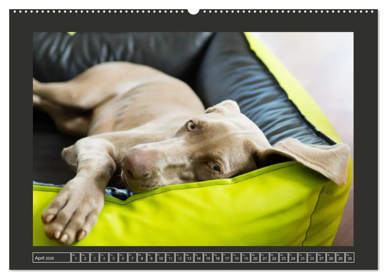 Bild: 9783457733769 | Weimaraner - Ein Welpenjahr (hochwertiger Premium Wandkalender 2026...