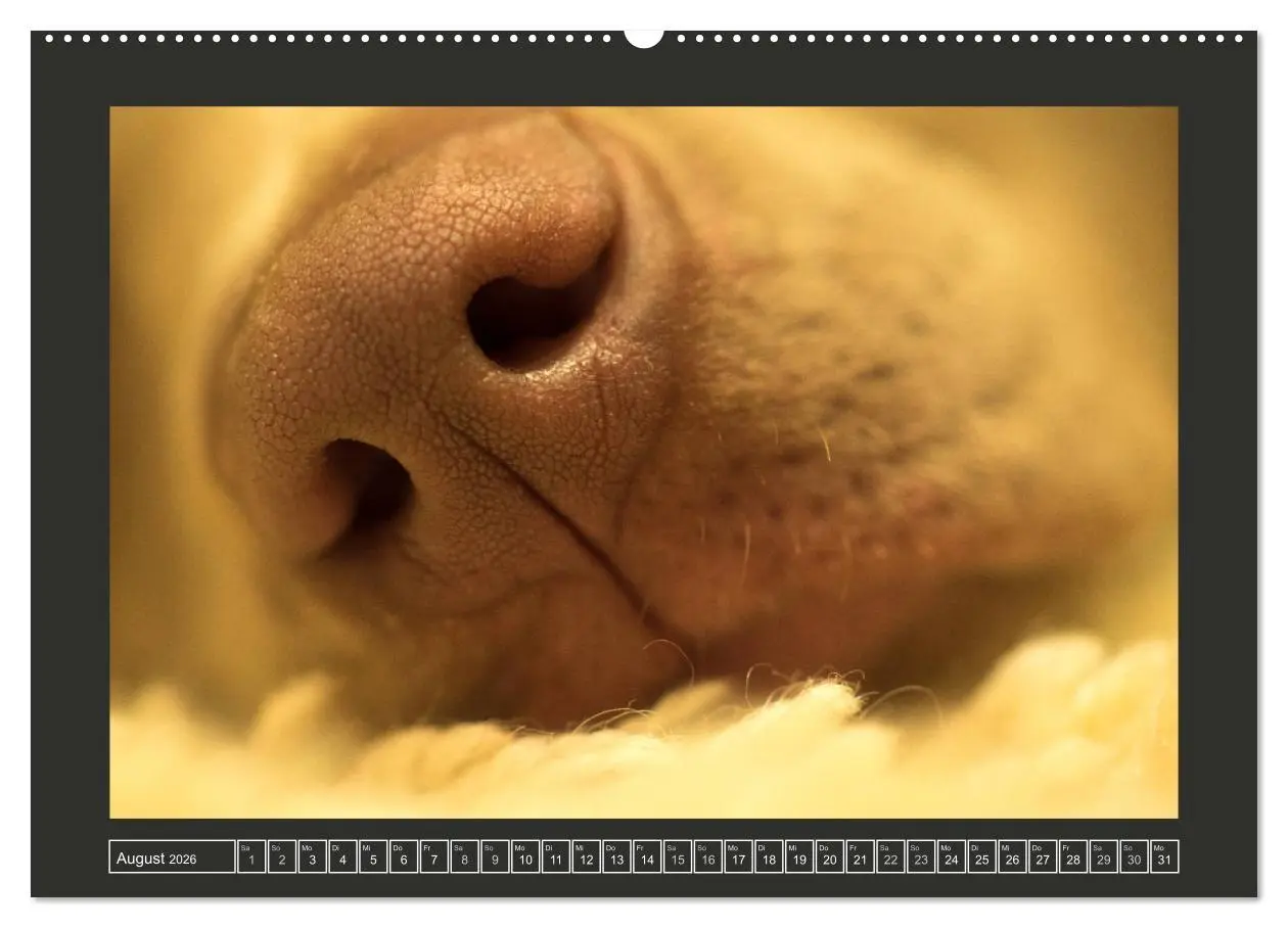 Bild: 9783457733769 | Weimaraner - Ein Welpenjahr (hochwertiger Premium Wandkalender 2026...