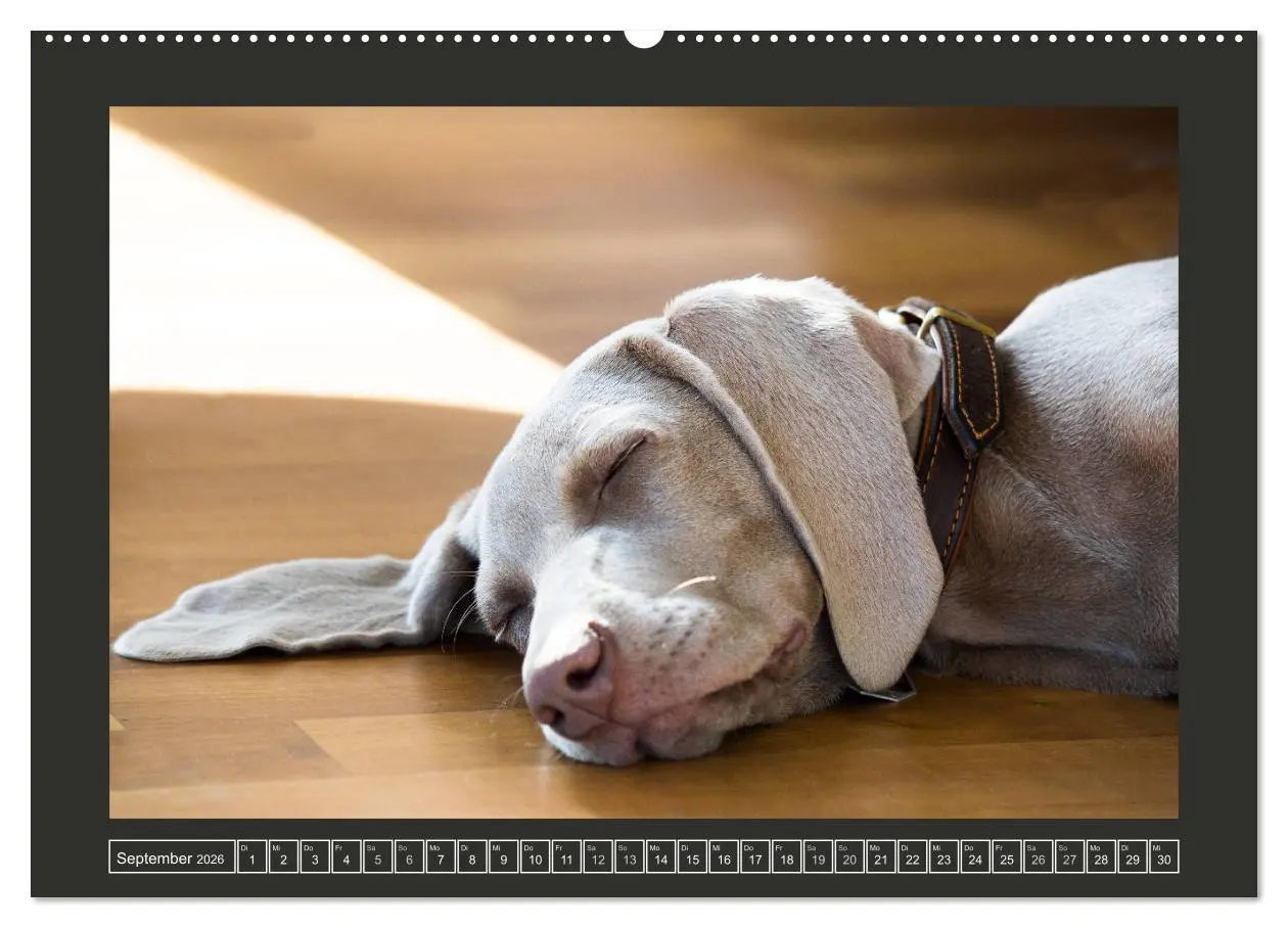 Bild: 9783457733769 | Weimaraner - Ein Welpenjahr (hochwertiger Premium Wandkalender 2026...