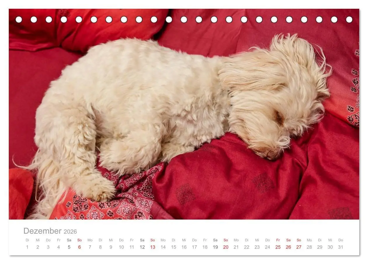 Bild: 9783457973769 | Havaneser - Herz aus Gold (Tischkalender 2026 DIN A5 quer),...