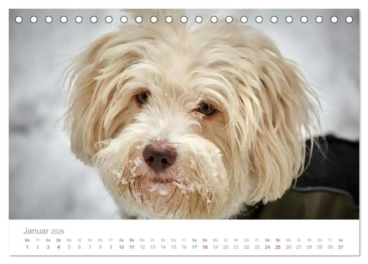 Bild: 9783457973769 | Havaneser - Herz aus Gold (Tischkalender 2026 DIN A5 quer),...