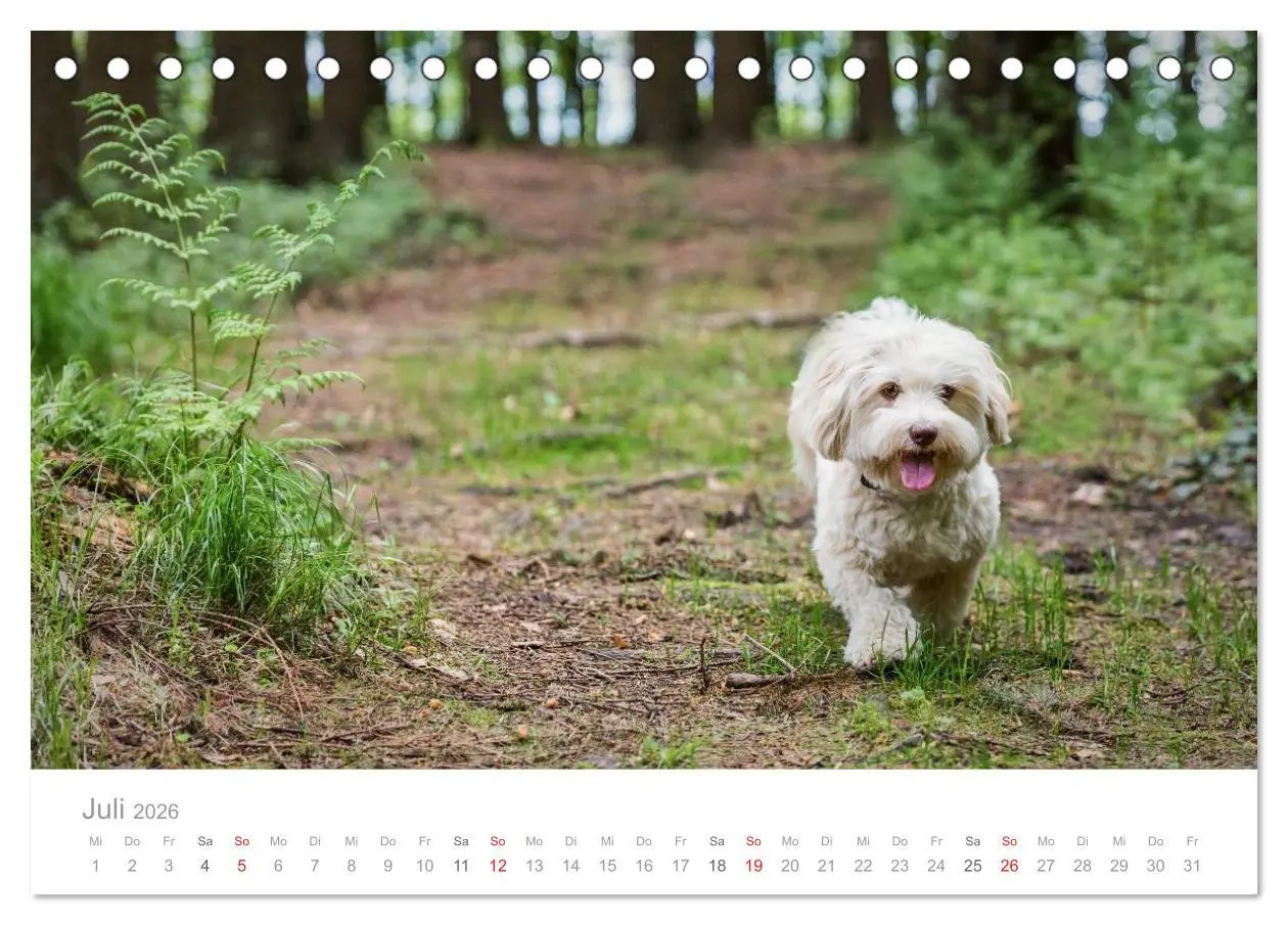 Bild: 9783457973769 | Havaneser - Herz aus Gold (Tischkalender 2026 DIN A5 quer),...