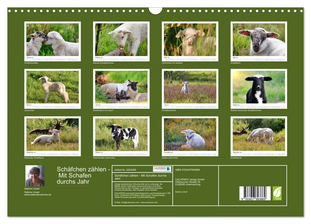 Bild: 9783457893869 | Schäfchen zählen - Mit Schafen durchs Jahr (Wandkalender 2026 DIN...