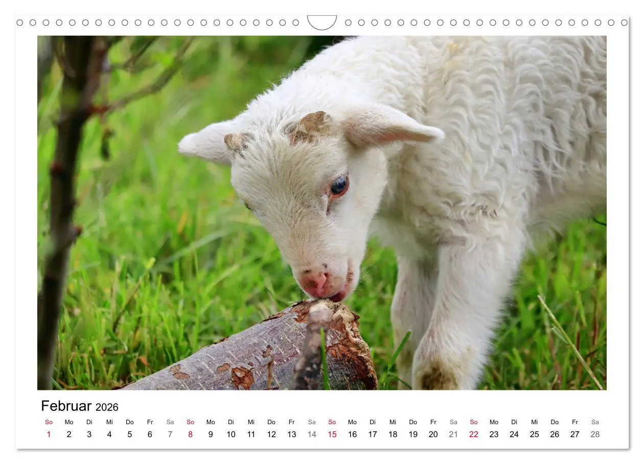 Bild: 9783457893869 | Schäfchen zählen - Mit Schafen durchs Jahr (Wandkalender 2026 DIN...