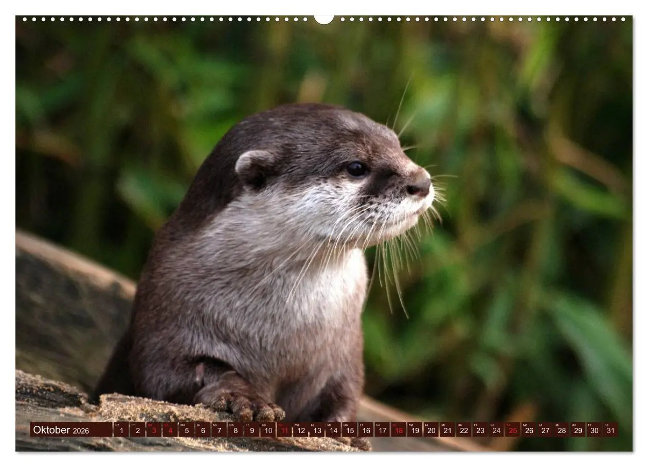 Bild: 9783516053869 | Otter. Frech, laut und clever (hochwertiger Premium Wandkalender...