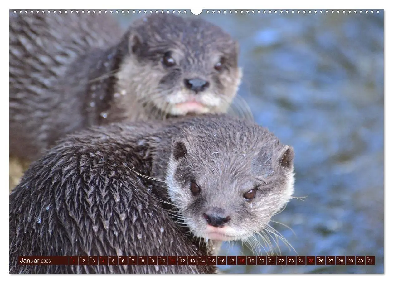 Bild: 9783516053869 | Otter. Frech, laut und clever (hochwertiger Premium Wandkalender...
