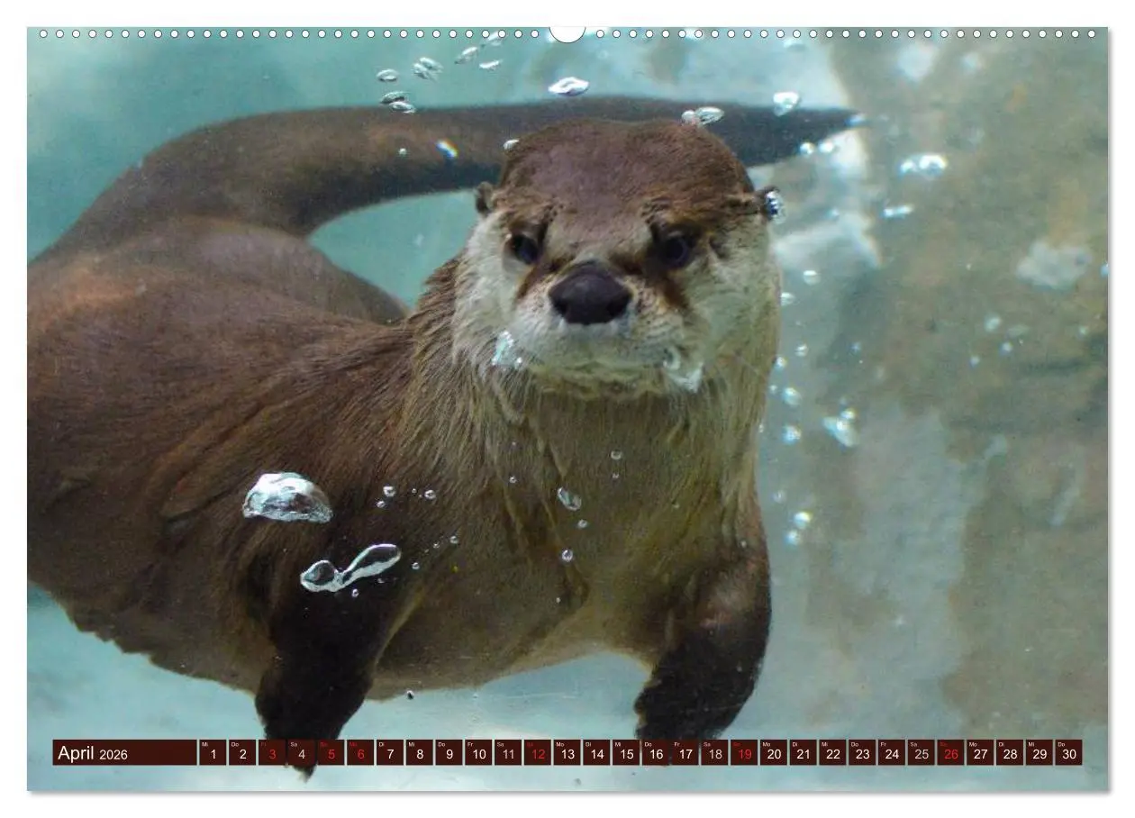 Bild: 9783516053869 | Otter. Frech, laut und clever (hochwertiger Premium Wandkalender...