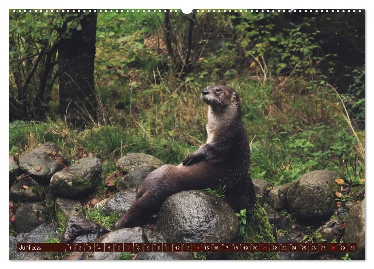 Bild: 9783516053869 | Otter. Frech, laut und clever (hochwertiger Premium Wandkalender...