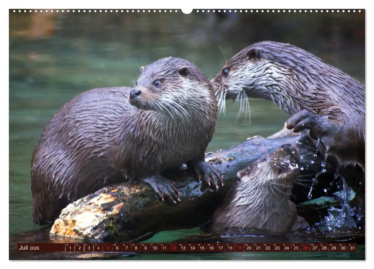Bild: 9783516053869 | Otter. Frech, laut und clever (hochwertiger Premium Wandkalender...
