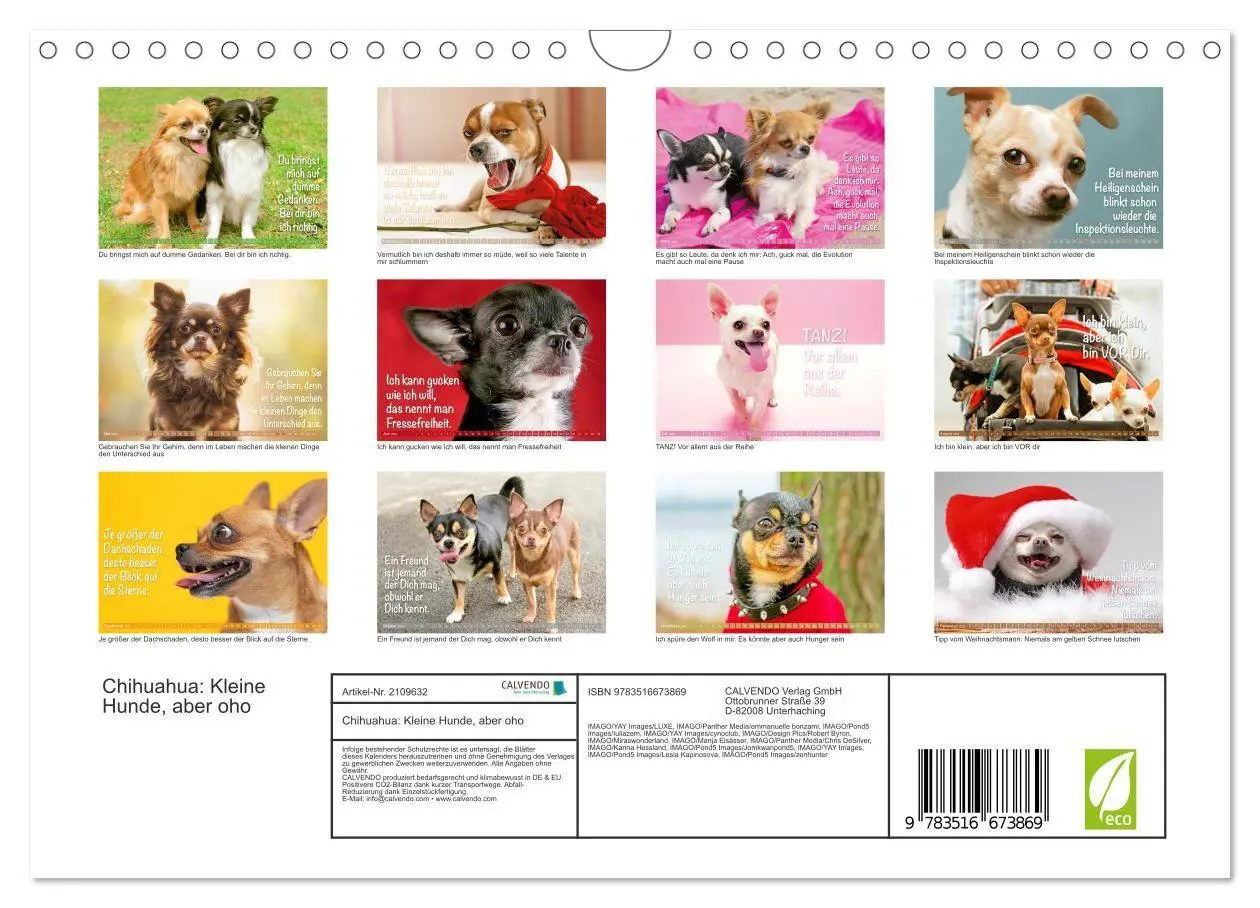 Bild: 9783516673869 | Chihuahua: Kleine Hunde, aber oho (Wandkalender 2026 DIN A4 quer),...