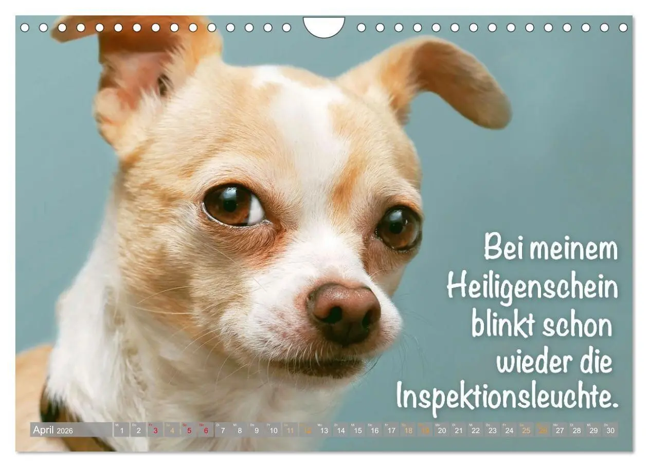 Bild: 9783516673869 | Chihuahua: Kleine Hunde, aber oho (Wandkalender 2026 DIN A4 quer),...