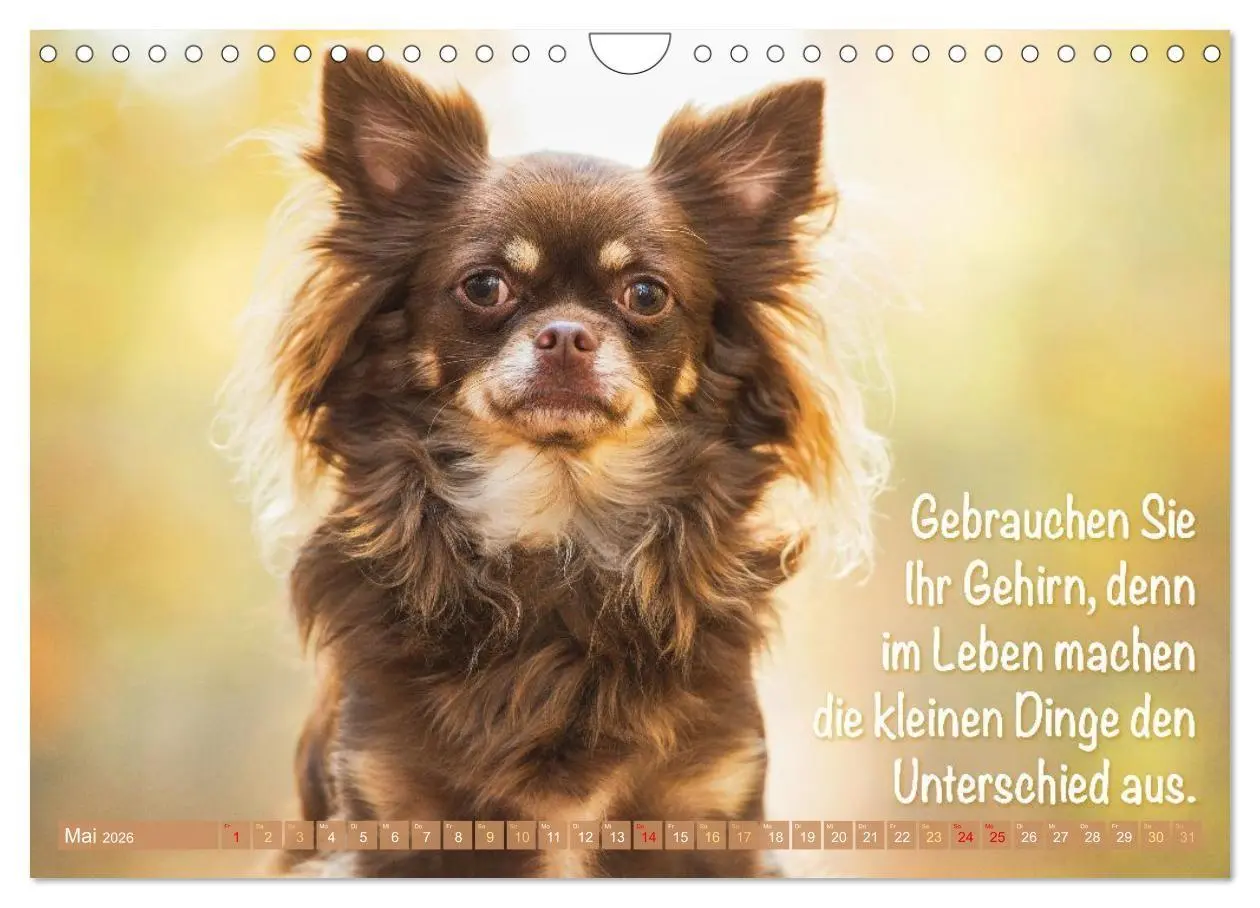 Bild: 9783516673869 | Chihuahua: Kleine Hunde, aber oho (Wandkalender 2026 DIN A4 quer),...