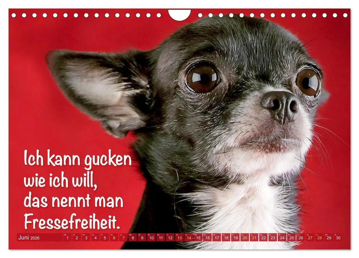 Bild: 9783516673869 | Chihuahua: Kleine Hunde, aber oho (Wandkalender 2026 DIN A4 quer),...