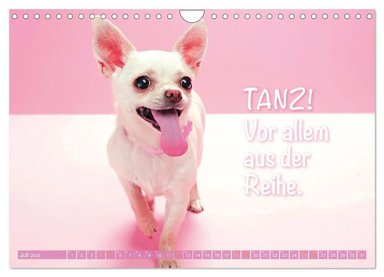 Bild: 9783516673869 | Chihuahua: Kleine Hunde, aber oho (Wandkalender 2026 DIN A4 quer),...