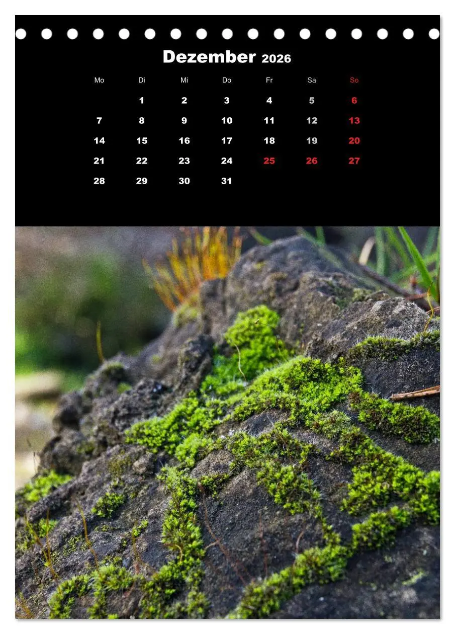 Bild: 9783516423969 | Die Welt der Moose. Ein Blick nach unten (Tischkalender 2026 DIN A5...