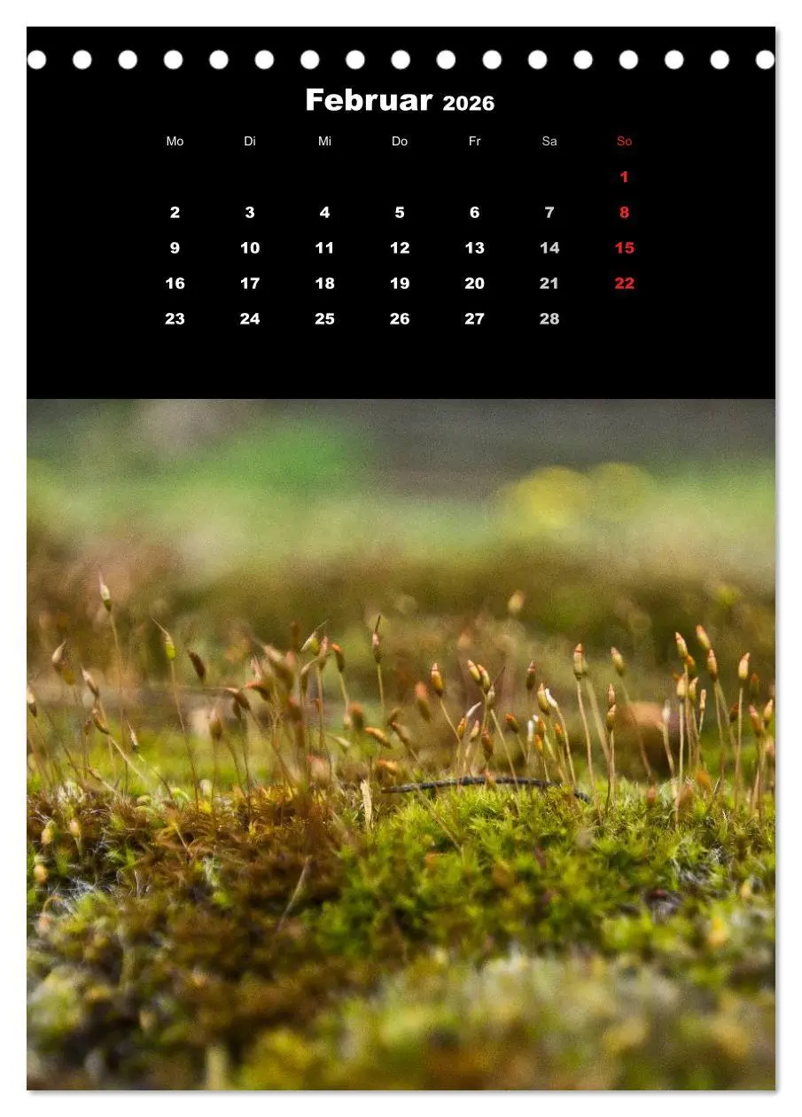 Bild: 9783516423969 | Die Welt der Moose. Ein Blick nach unten (Tischkalender 2026 DIN A5...