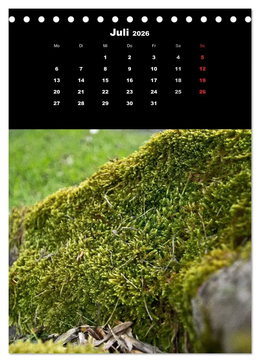 Bild: 9783516423969 | Die Welt der Moose. Ein Blick nach unten (Tischkalender 2026 DIN A5...