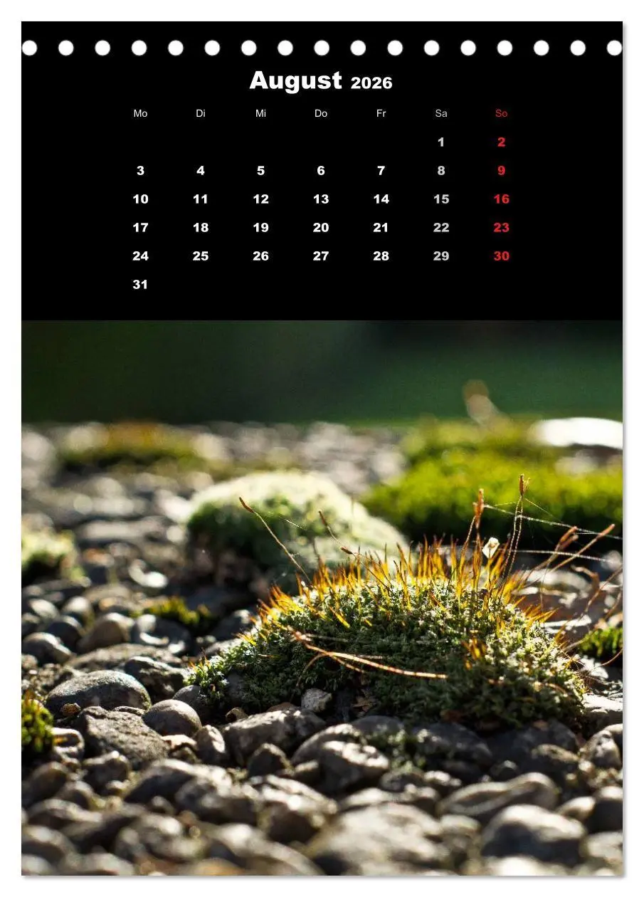 Bild: 9783516423969 | Die Welt der Moose. Ein Blick nach unten (Tischkalender 2026 DIN A5...