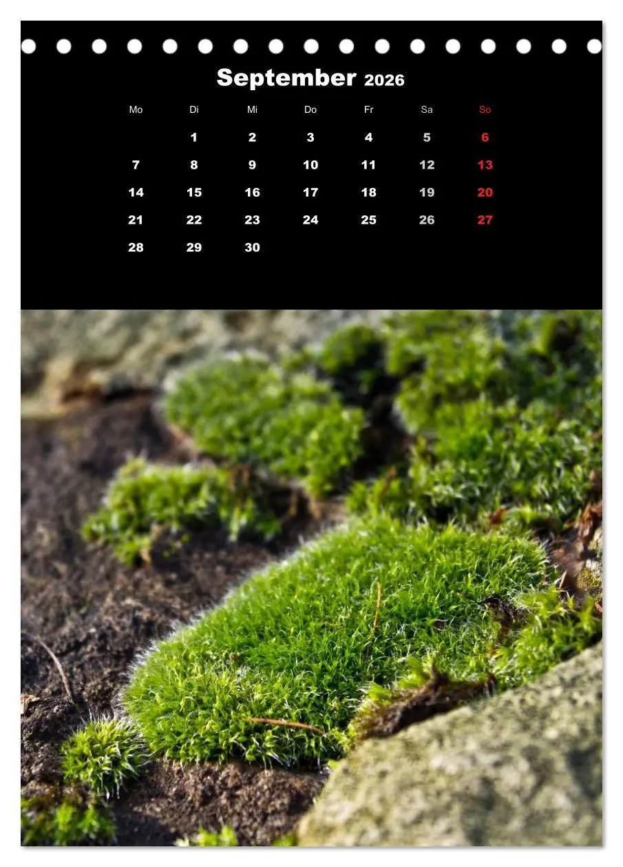 Bild: 9783516423969 | Die Welt der Moose. Ein Blick nach unten (Tischkalender 2026 DIN A5...