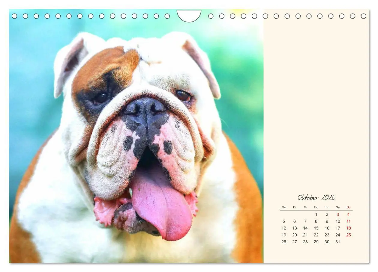 Bild: 9783457914069 | Dicke Freunde. Englische Bulldoggen (Wandkalender 2026 DIN A4...