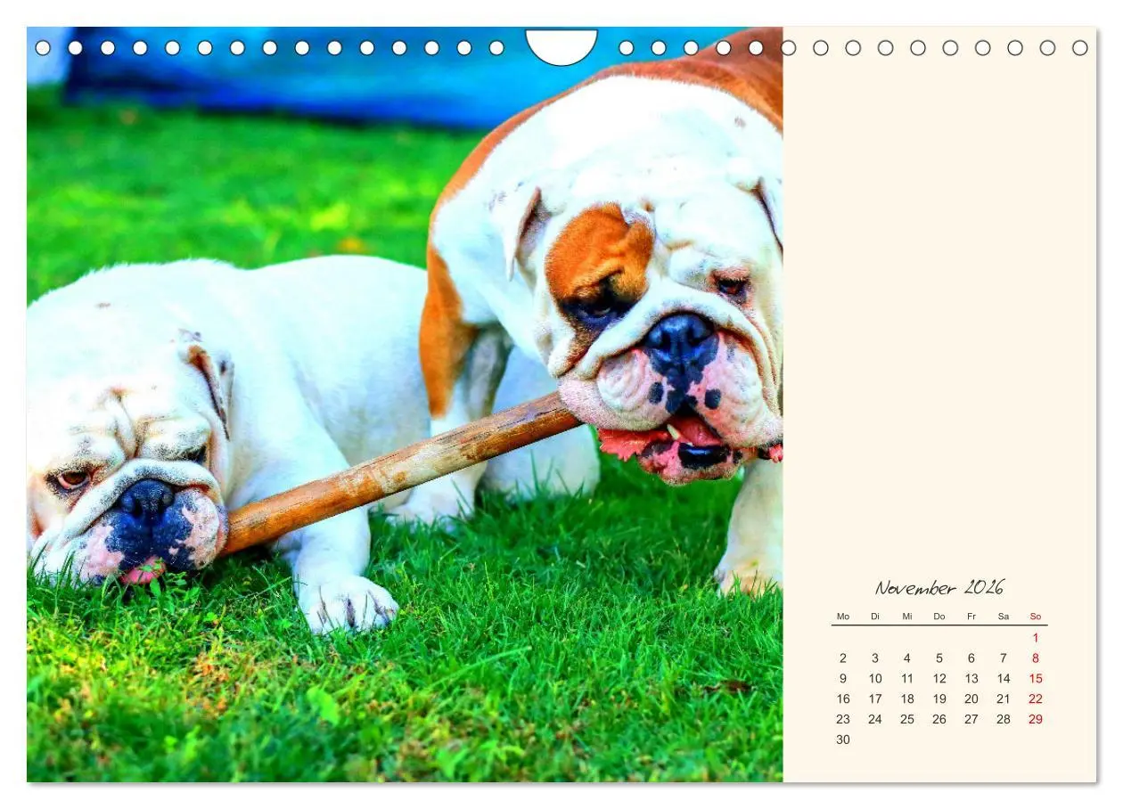 Bild: 9783457914069 | Dicke Freunde. Englische Bulldoggen (Wandkalender 2026 DIN A4...