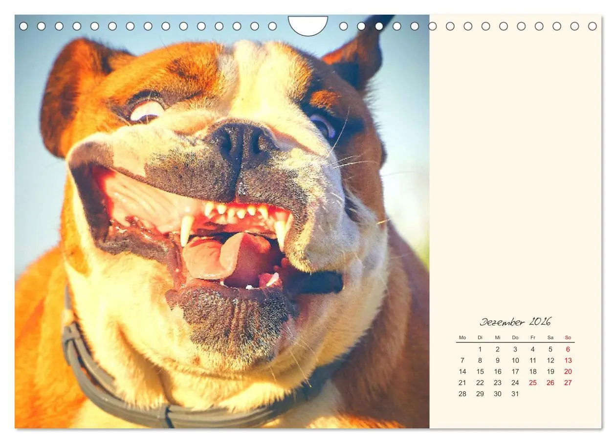 Bild: 9783457914069 | Dicke Freunde. Englische Bulldoggen (Wandkalender 2026 DIN A4...
