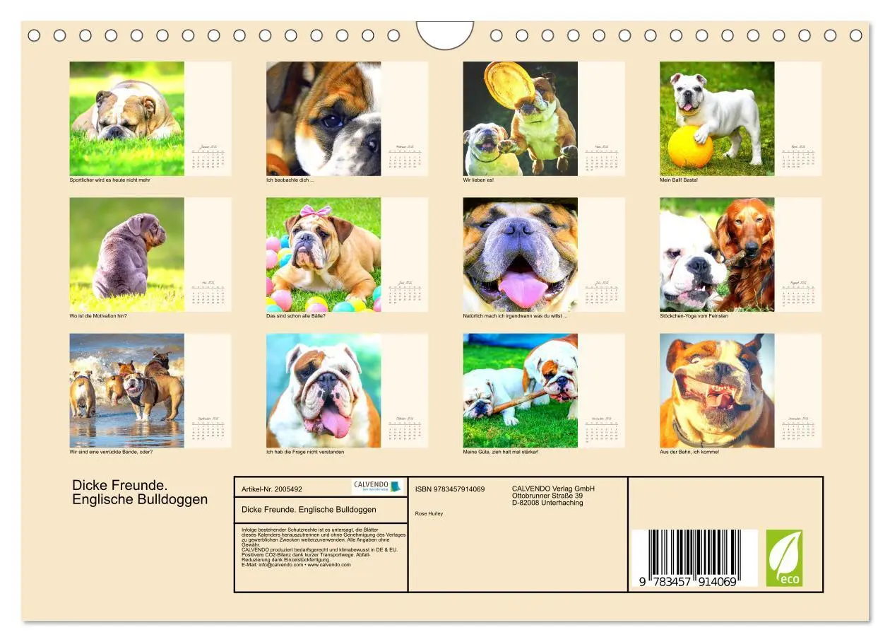 Bild: 9783457914069 | Dicke Freunde. Englische Bulldoggen (Wandkalender 2026 DIN A4...