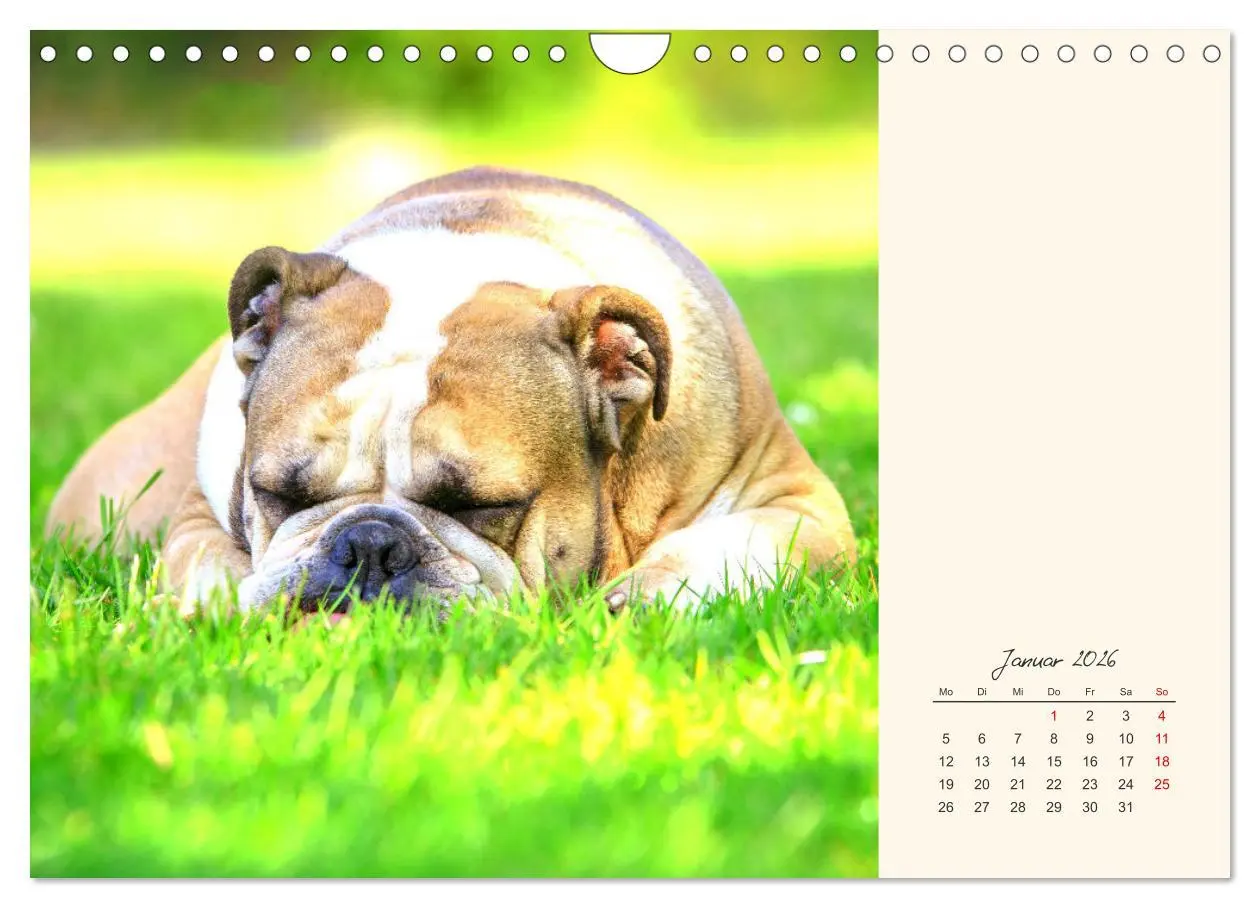 Bild: 9783457914069 | Dicke Freunde. Englische Bulldoggen (Wandkalender 2026 DIN A4...