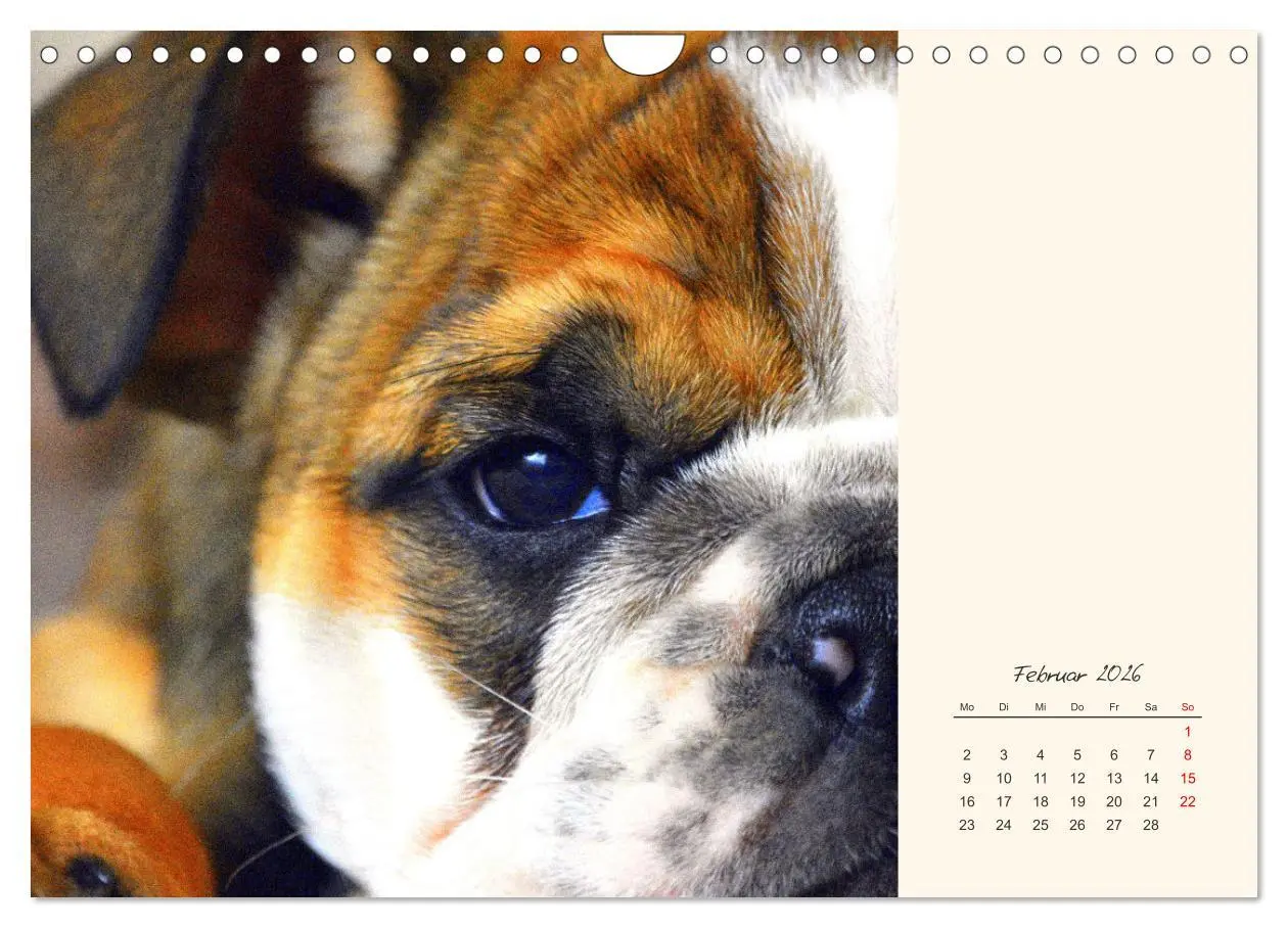 Bild: 9783457914069 | Dicke Freunde. Englische Bulldoggen (Wandkalender 2026 DIN A4...