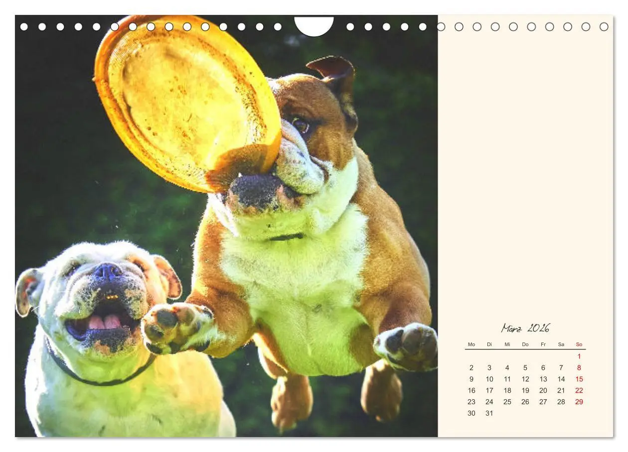 Bild: 9783457914069 | Dicke Freunde. Englische Bulldoggen (Wandkalender 2026 DIN A4...
