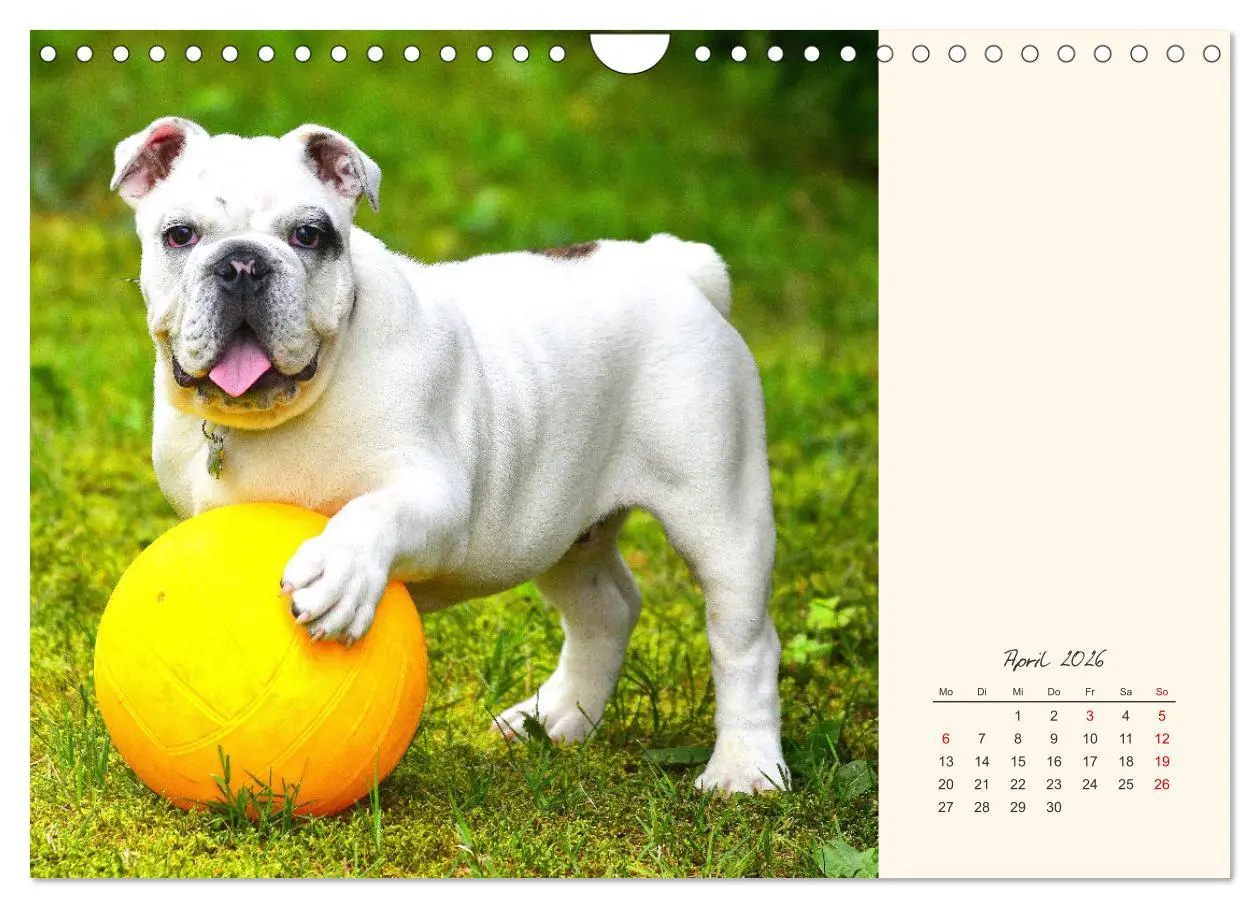 Bild: 9783457914069 | Dicke Freunde. Englische Bulldoggen (Wandkalender 2026 DIN A4...