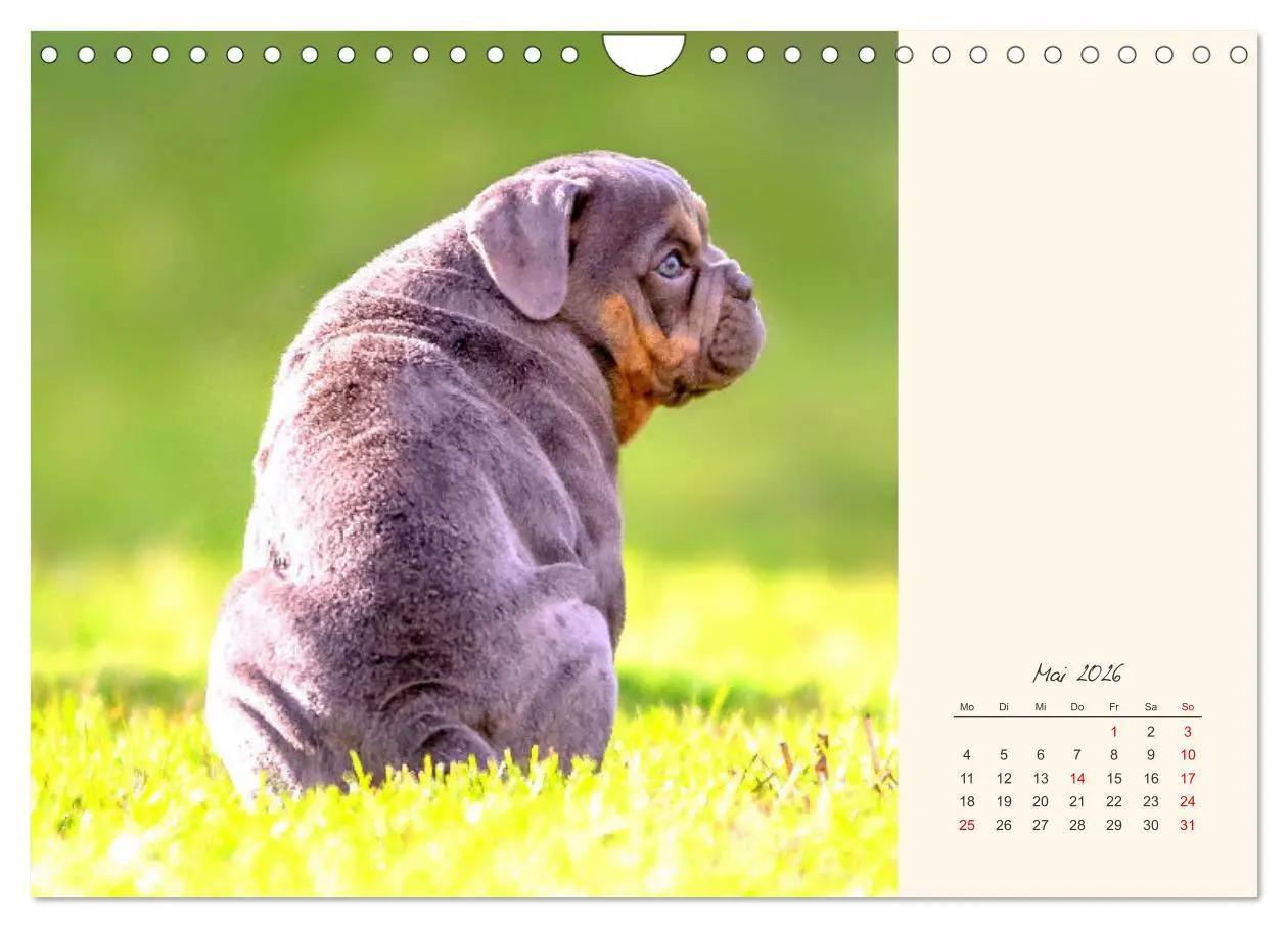 Bild: 9783457914069 | Dicke Freunde. Englische Bulldoggen (Wandkalender 2026 DIN A4...