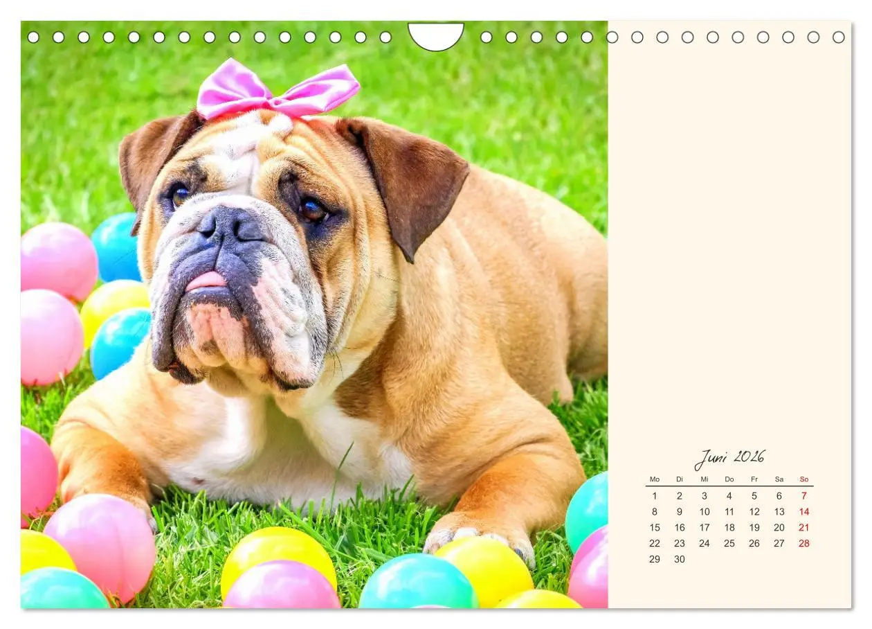 Bild: 9783457914069 | Dicke Freunde. Englische Bulldoggen (Wandkalender 2026 DIN A4...