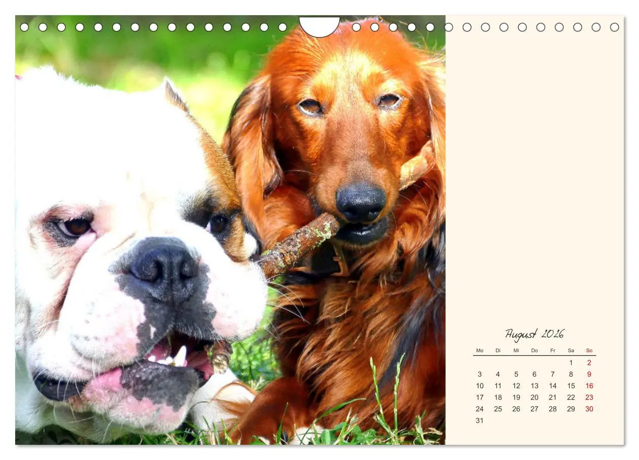 Bild: 9783457914069 | Dicke Freunde. Englische Bulldoggen (Wandkalender 2026 DIN A4...