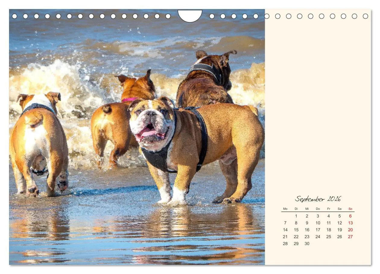 Bild: 9783457914069 | Dicke Freunde. Englische Bulldoggen (Wandkalender 2026 DIN A4...