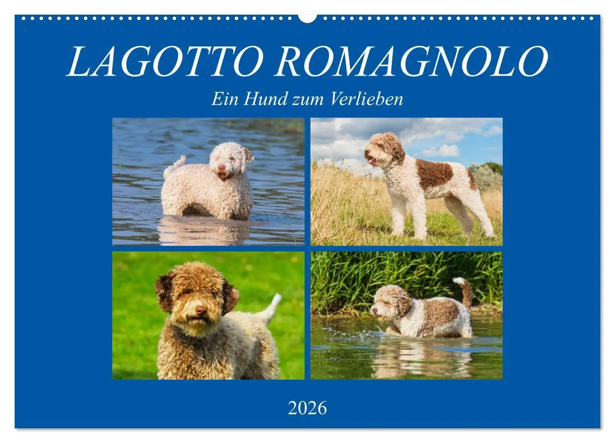 Cover: 9783457824269 | Lagotto Romagnolo - Ein Hund zum Verlieben (Wandkalender 2026 DIN...