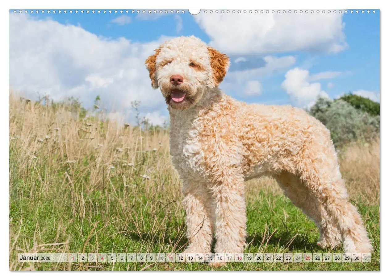 Bild: 9783457824269 | Lagotto Romagnolo - Ein Hund zum Verlieben (Wandkalender 2026 DIN...
