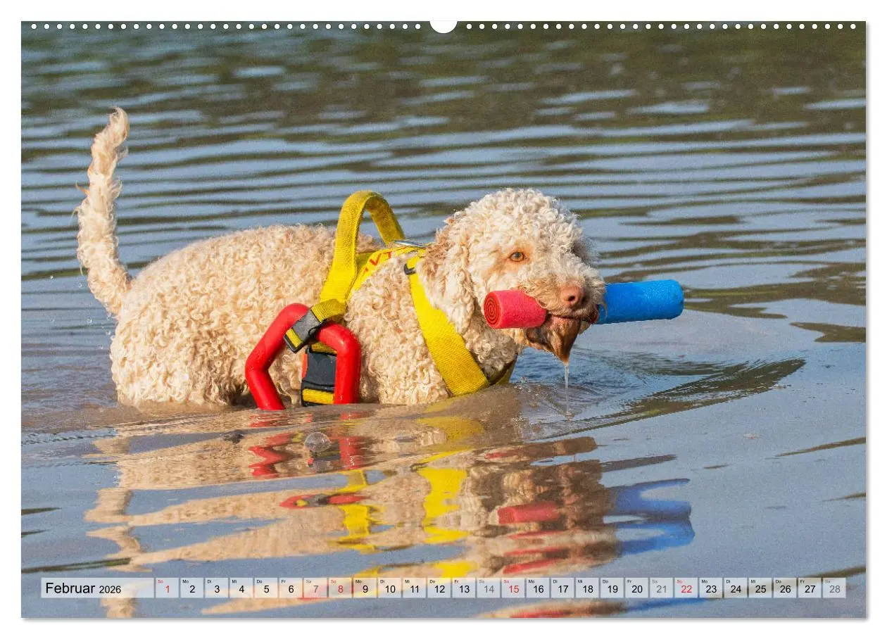 Bild: 9783457824269 | Lagotto Romagnolo - Ein Hund zum Verlieben (Wandkalender 2026 DIN...