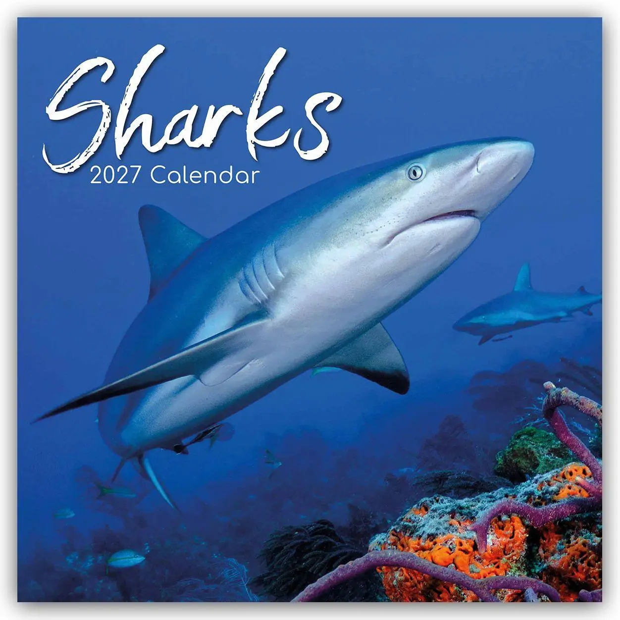 Cover: 9781805974369 | Sharks - Haie 2027 - 16-Monatskalender | Gifted Stationery Co. Ltd