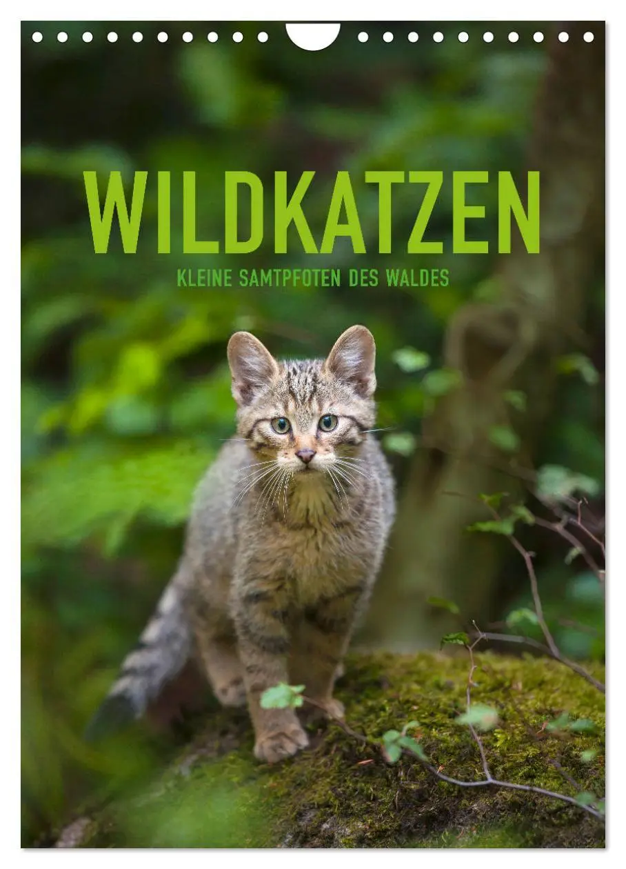 Cover: 9783516384369 | Wildkatzen - Kleine Samtpfoten des Waldes (Wandkalender 2026 DIN A4...