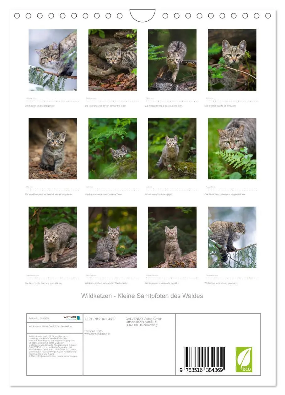 Bild: 9783516384369 | Wildkatzen - Kleine Samtpfoten des Waldes (Wandkalender 2026 DIN A4...