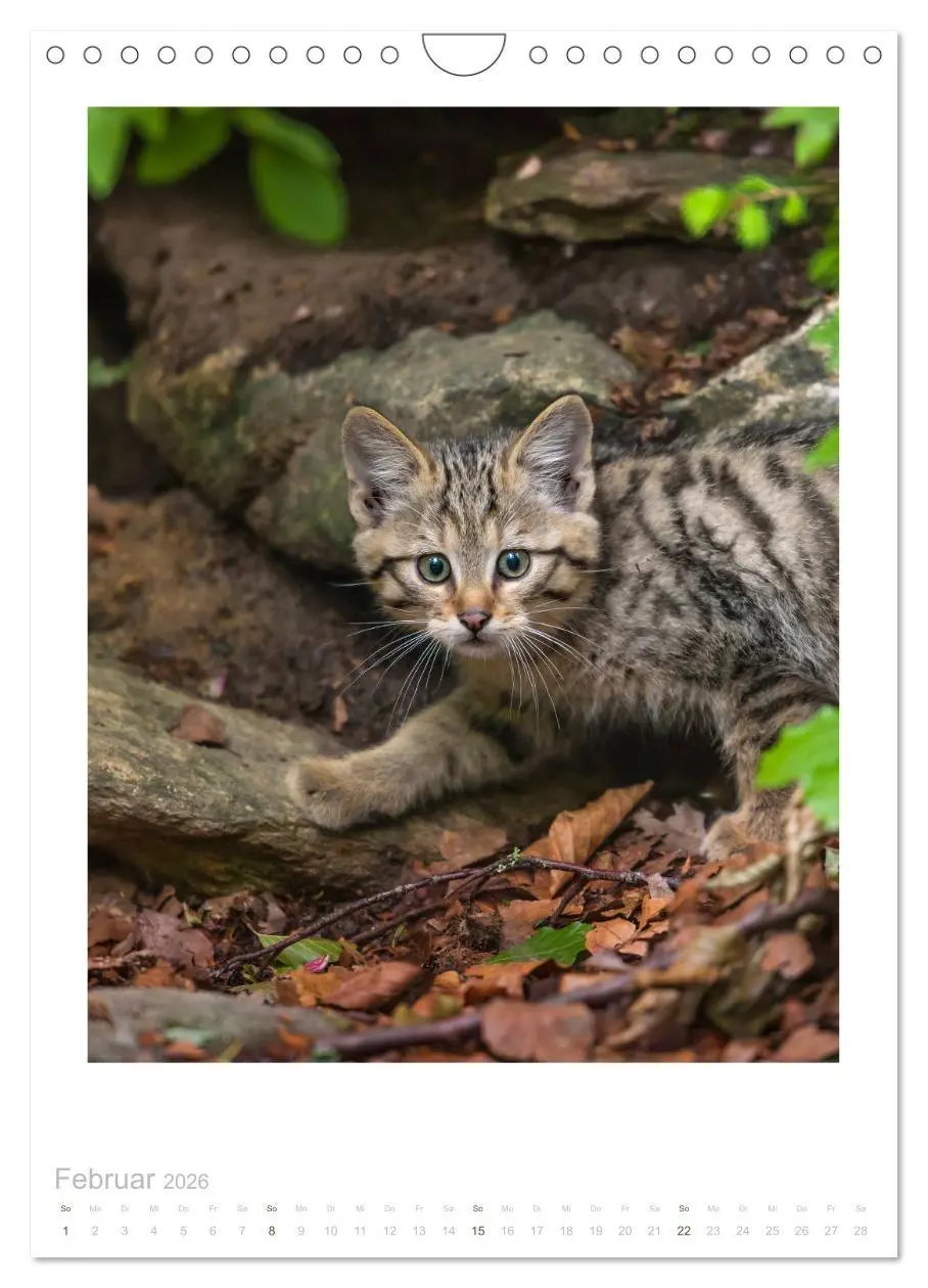 Bild: 9783516384369 | Wildkatzen - Kleine Samtpfoten des Waldes (Wandkalender 2026 DIN A4...