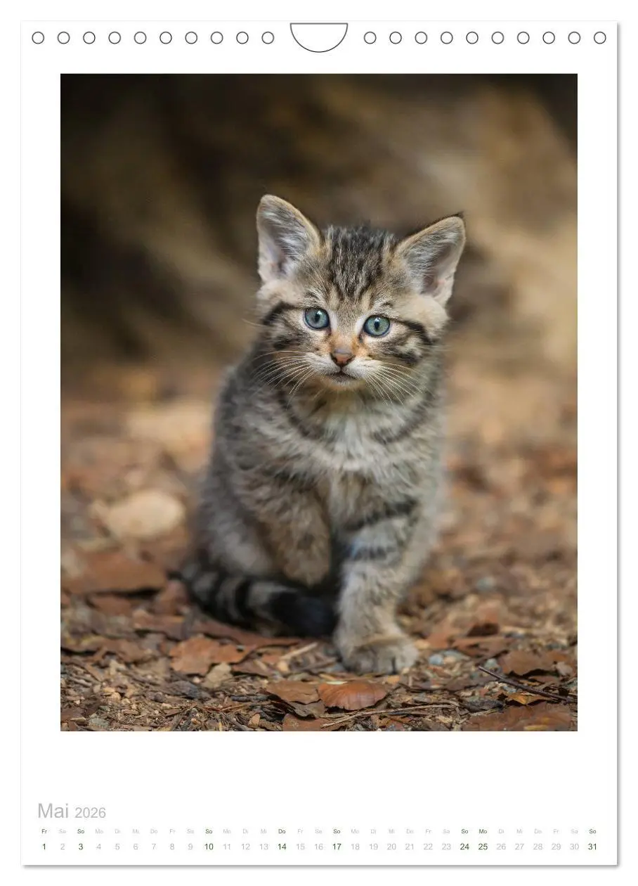 Bild: 9783516384369 | Wildkatzen - Kleine Samtpfoten des Waldes (Wandkalender 2026 DIN A4...