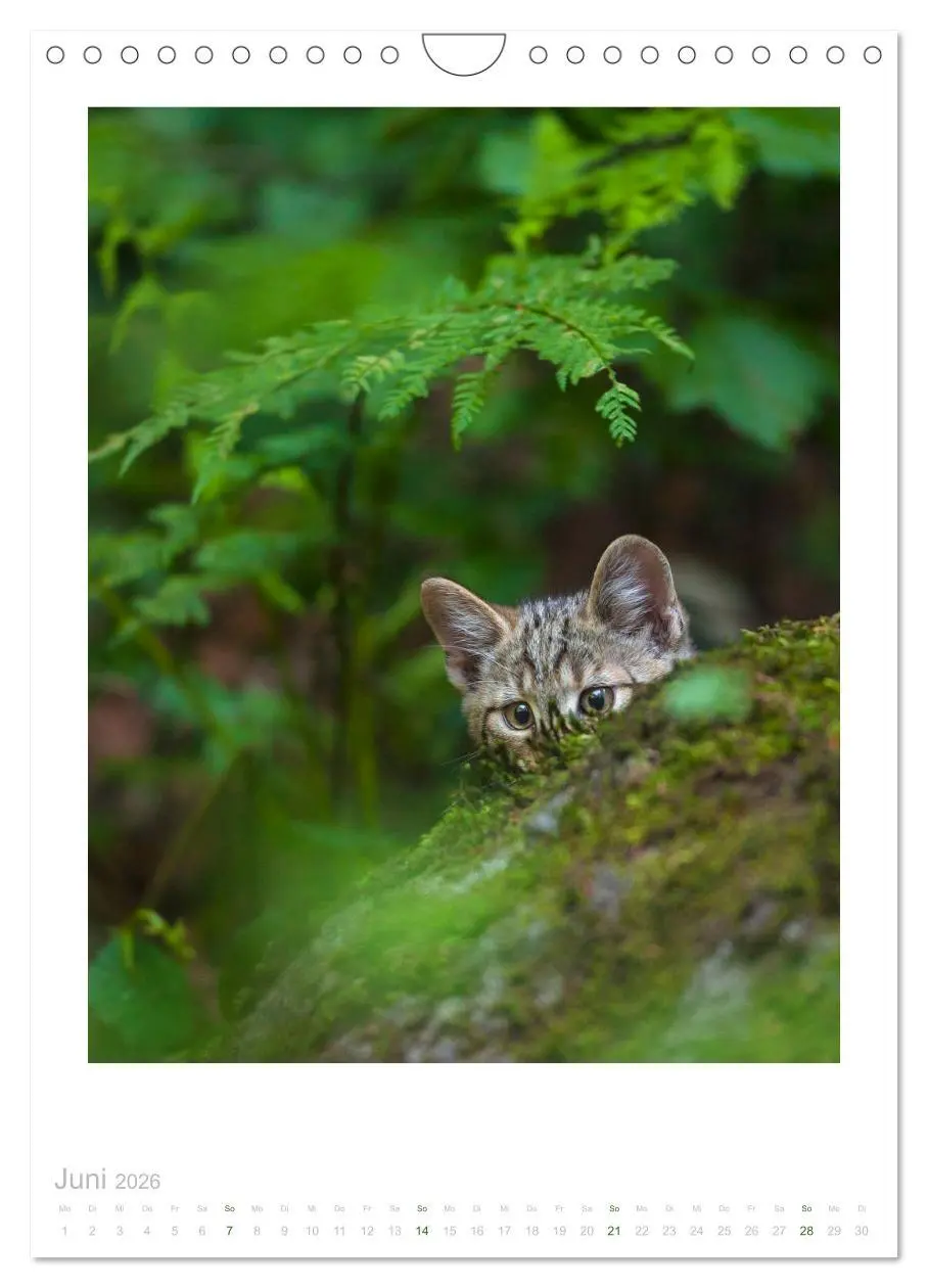 Bild: 9783516384369 | Wildkatzen - Kleine Samtpfoten des Waldes (Wandkalender 2026 DIN A4...