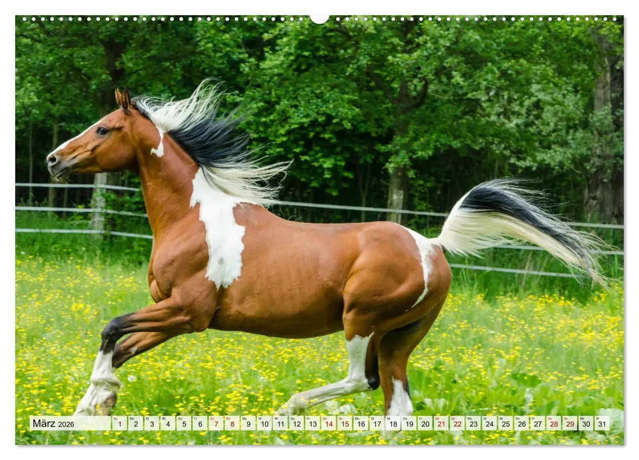 Bild: 9783457664469 | Edle Pferde - ausgelassen und unbeschwert (hochwertiger Premium...