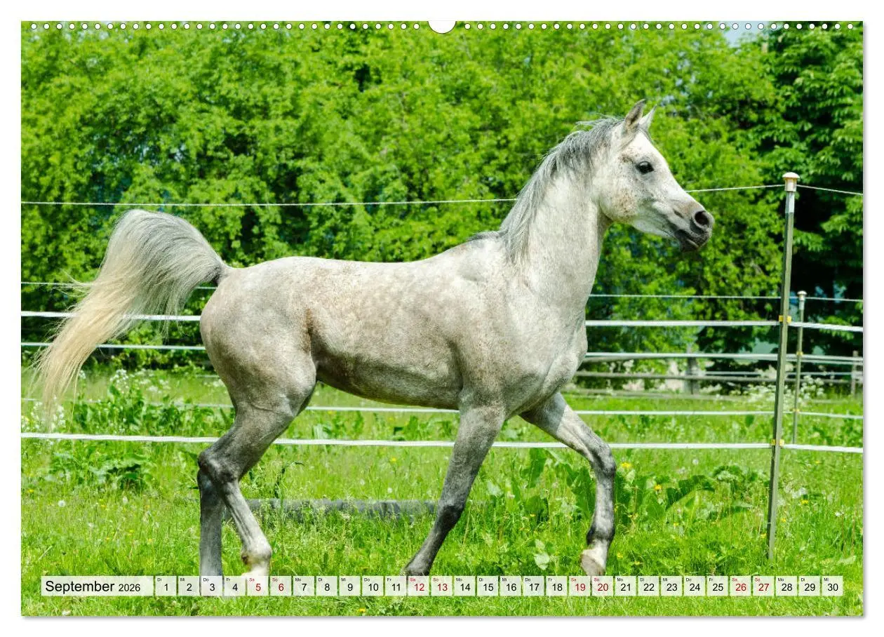 Bild: 9783457664469 | Edle Pferde - ausgelassen und unbeschwert (hochwertiger Premium...