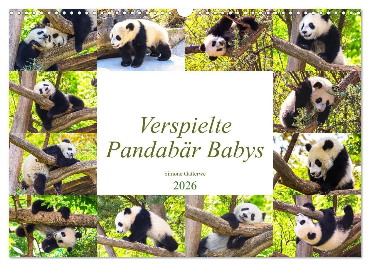 Cover: 9783457804469 | Pandabär Babys (Wandkalender 2026 DIN A3 quer), CALVENDO...