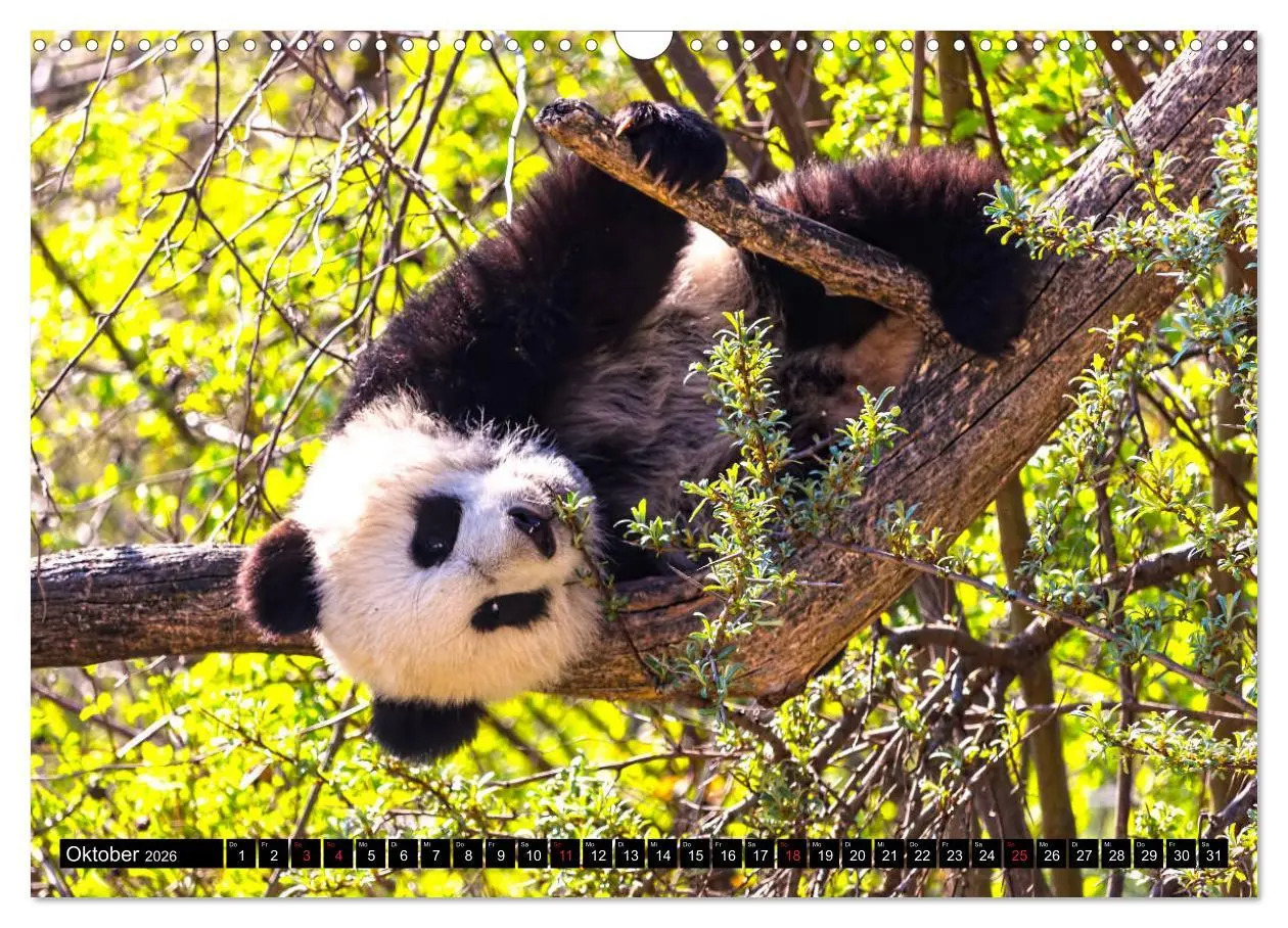 Bild: 9783457804469 | Pandabär Babys (Wandkalender 2026 DIN A3 quer), CALVENDO...