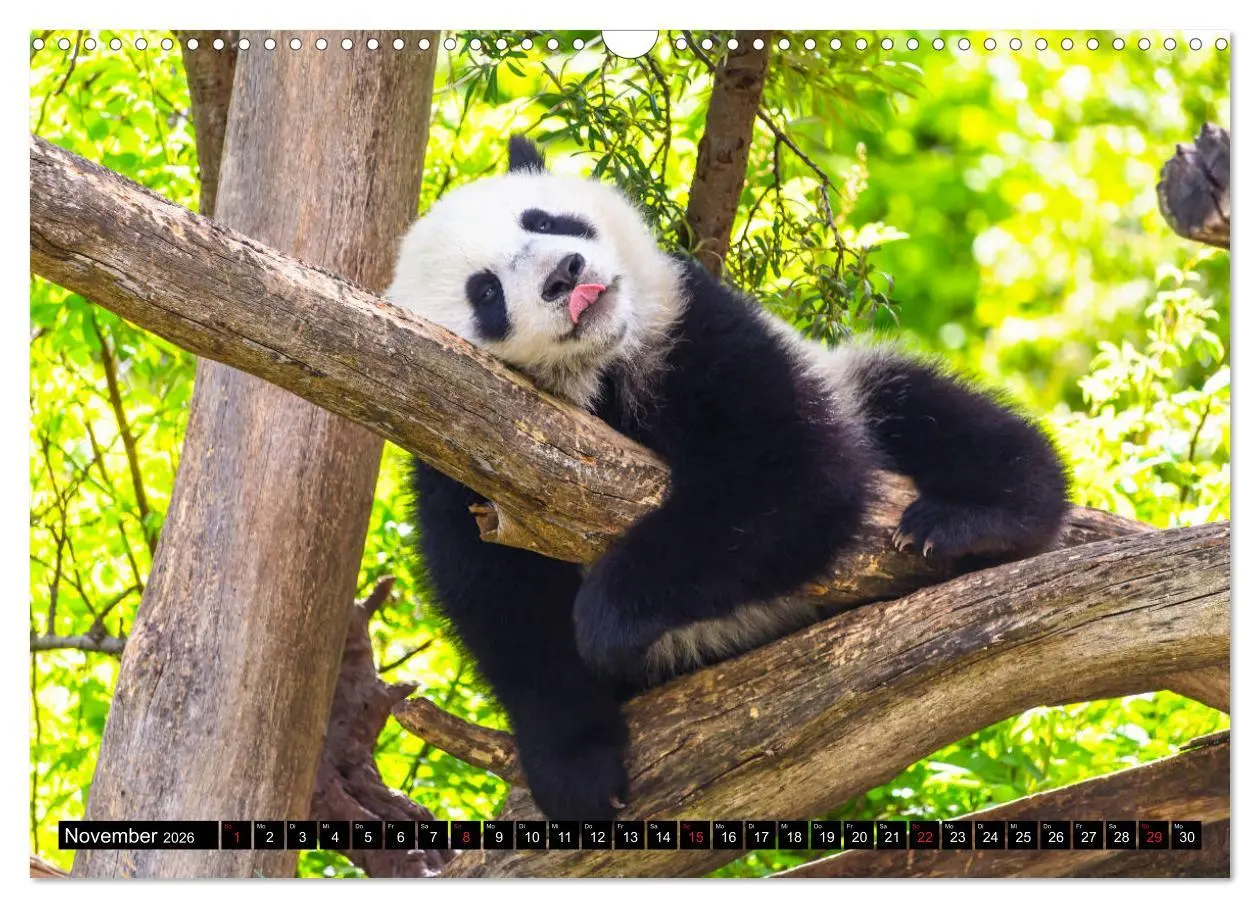 Bild: 9783457804469 | Pandabär Babys (Wandkalender 2026 DIN A3 quer), CALVENDO...